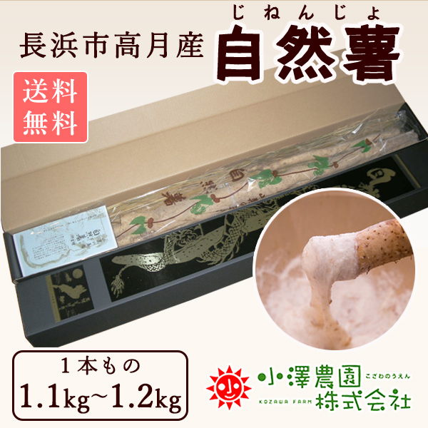 自然薯 天然 約1.4kg+おまけ+約2kg栃木県産