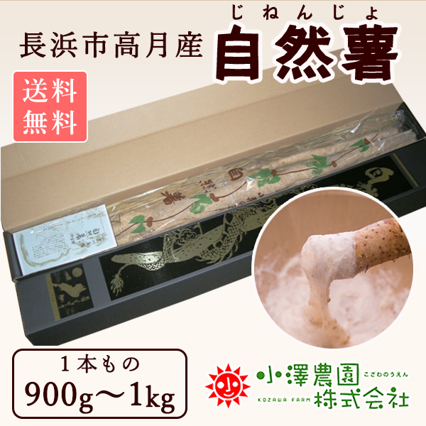 自然薯1本物 900g~1kg【在庫なし】 - 小澤農園